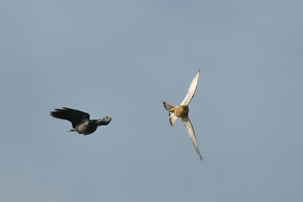 Gheppio e cornacchia